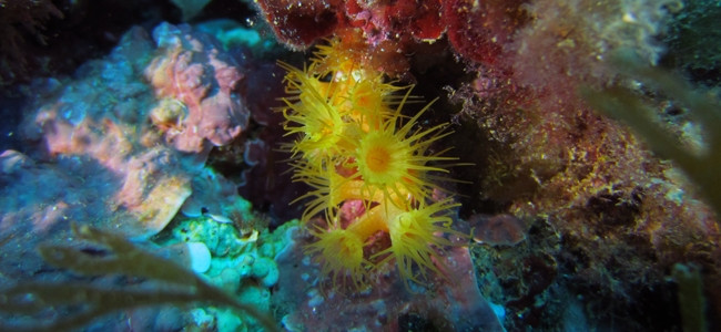 Zoanthids
