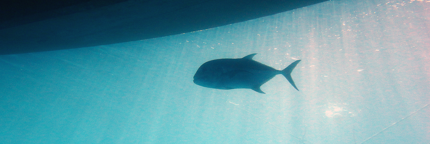 Caranx melampygus