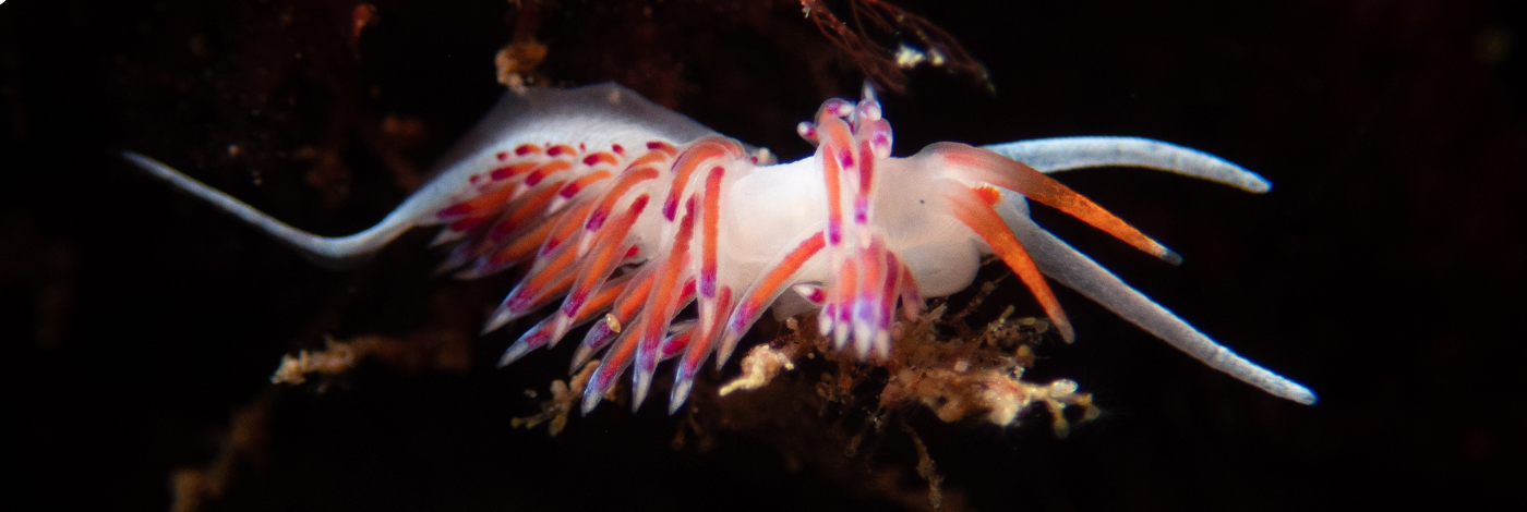 Cratena peregrina