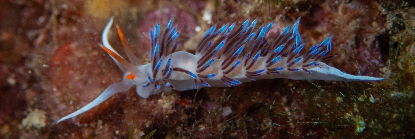 Cratena peregrina