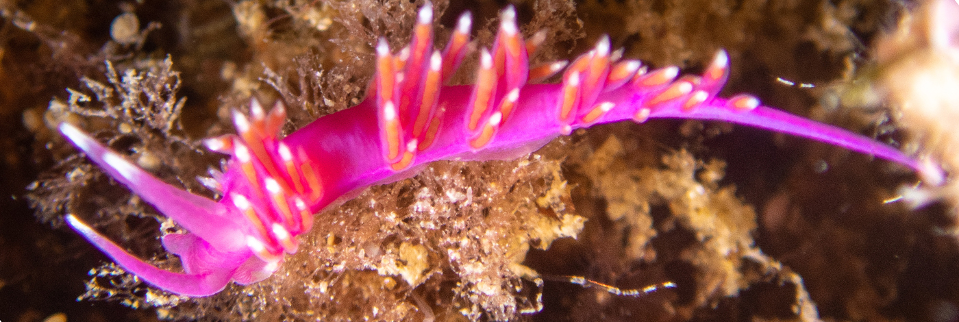 Edmundsella pedata