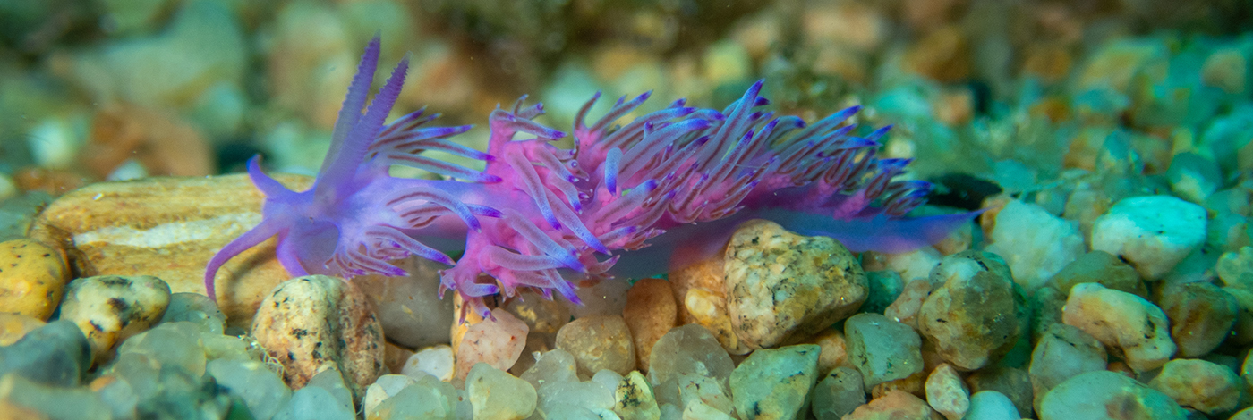 Flabellina affinis