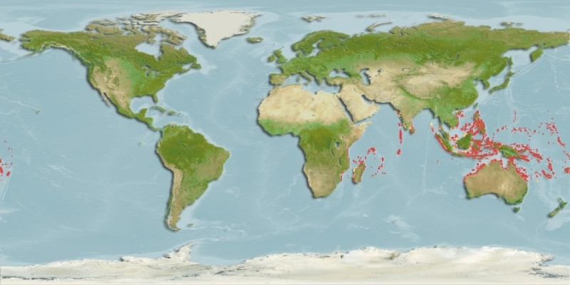 Distribución predicha de Acanthurus auranticavus