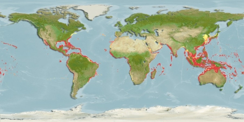 Predicted distribution of Aetobatus narinari