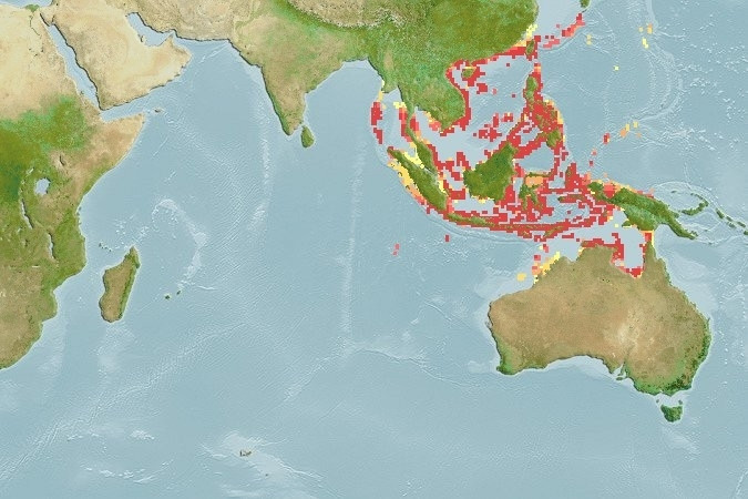 Predicted distribution of Amphiprion frenatus