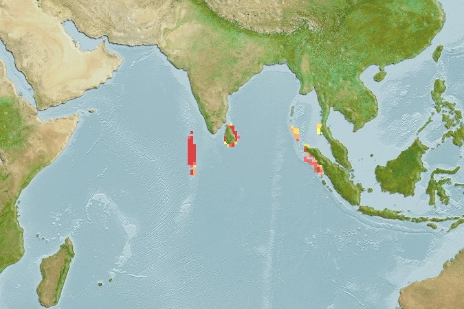 Predicted distribution of Amphiprion nigripes