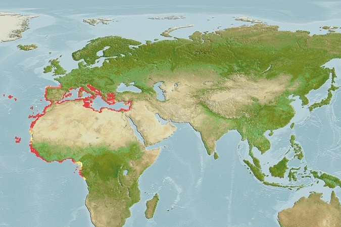 Predicted distribution of Apogon imberbis
