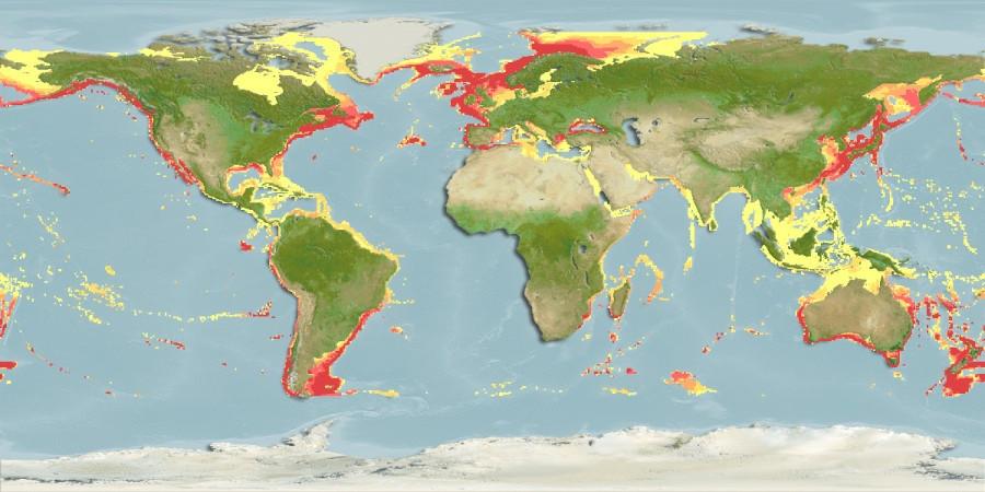 Predicted distribution of Aurelia aurita
