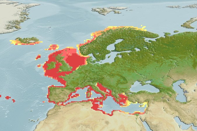 Predicted distribution of Calliactis parasitica