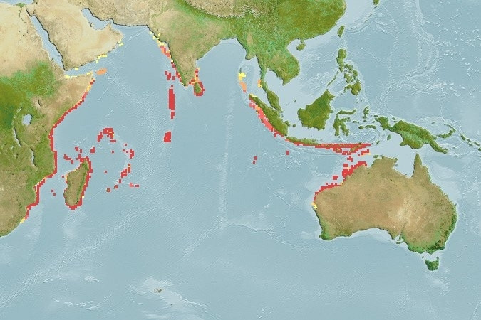 Predicted distribution of Chaetodon guttatissimus