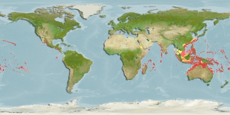 Predicted distribution of Chaetodon lineolatus