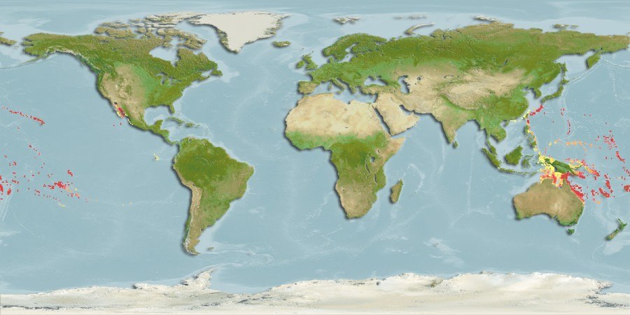 Predicted distribution of Chaetodon quadrimaculatus