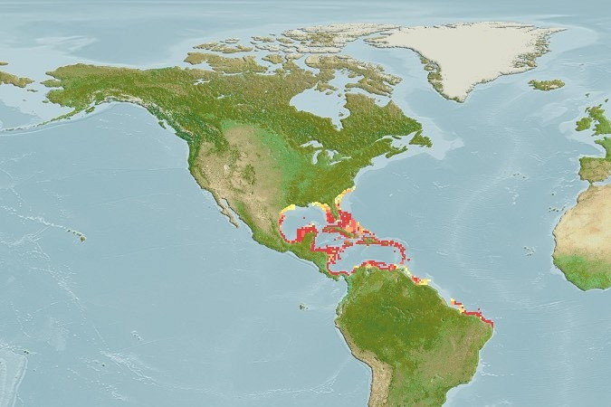 Distribución predicha de Chaetodon striatus