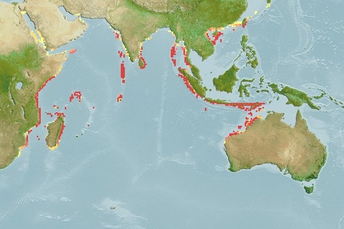 Predicted distribution of Chaetodon triangulum