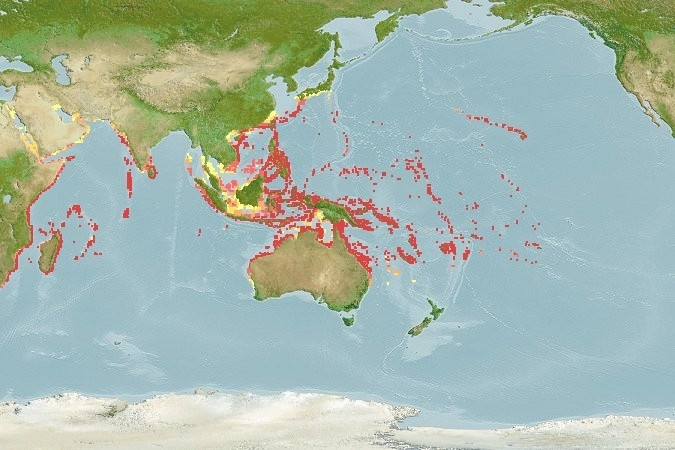 Predicted distribution of Chaetodon trifascialis