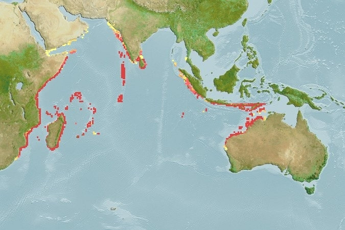 Predicted distribution of Chaetodon xanthocephalus