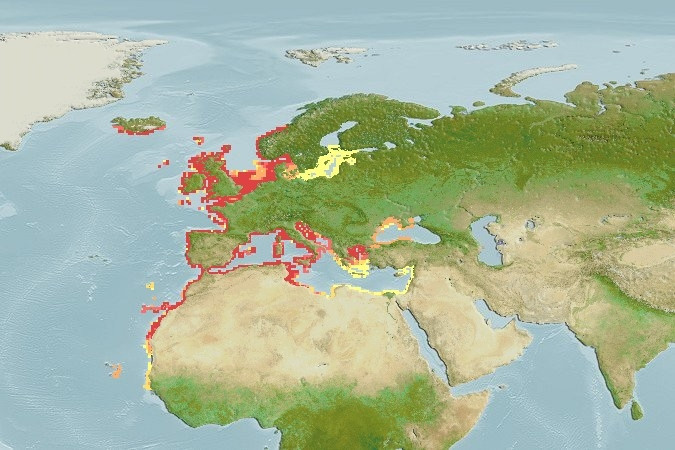 Distribución predicha de Chelon labrosus