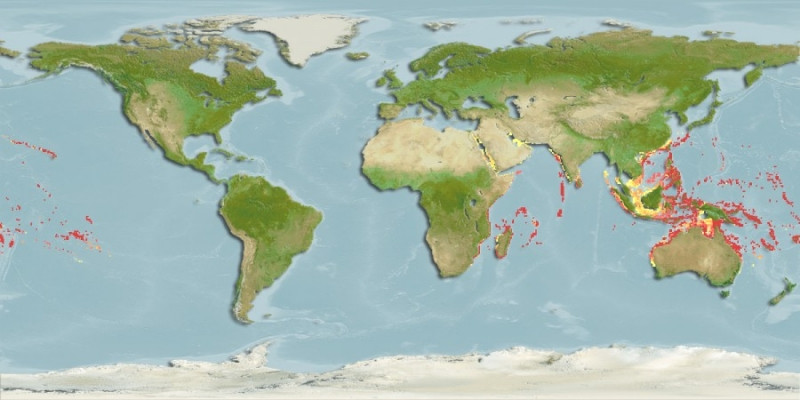 Predicted distribution of Chlorurus spilurus