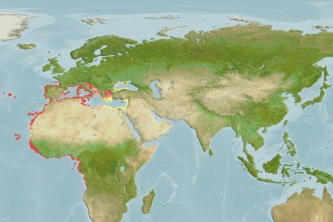 Predicted distribution of Chromis chromis