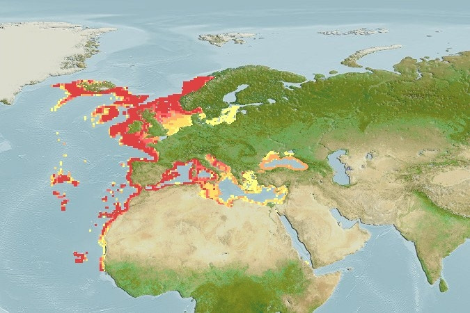 Predicted distribution of Conger conger