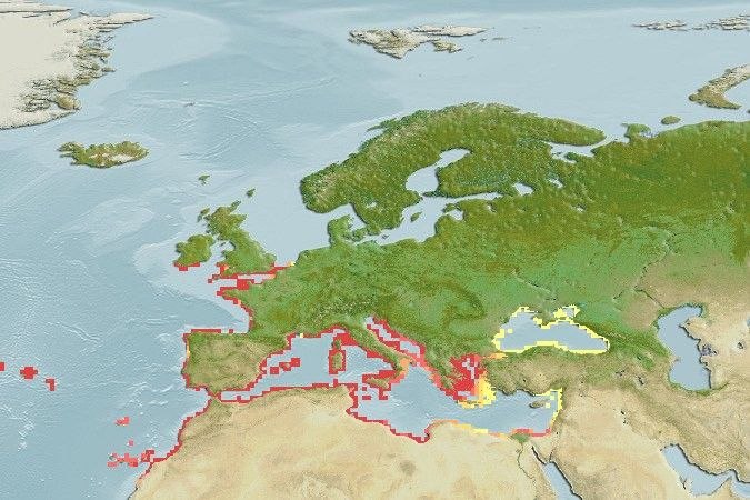 Distribución predicha de Coryphoblennius galerita