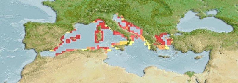 Predicted distribution of Cotylorhiza tuberculata