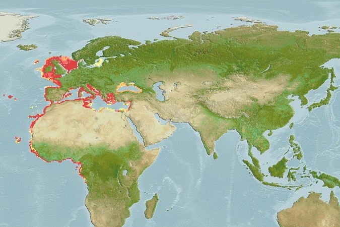 Predicted distribution of Dasyatis pastinaca