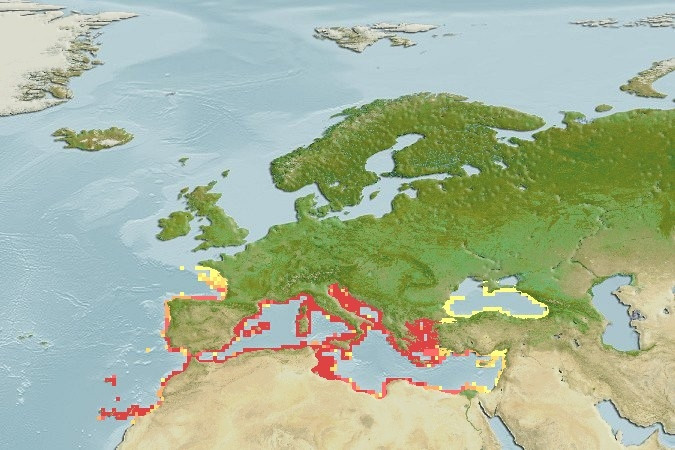 Distribución predicha de Diplodus annularis