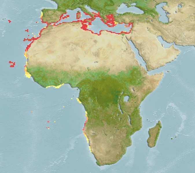 Distribución predicha de Diplodus puntazzo