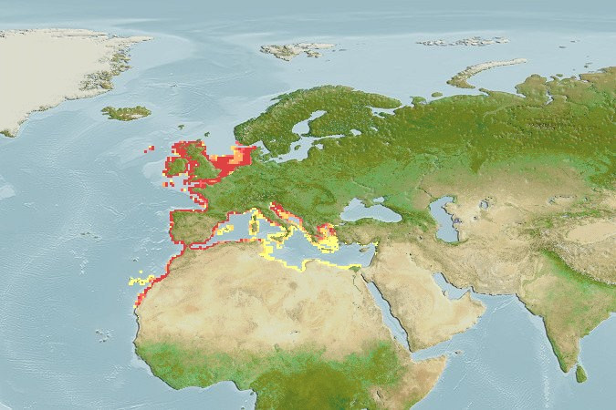 Distribución predicha de Echiichthys vipera