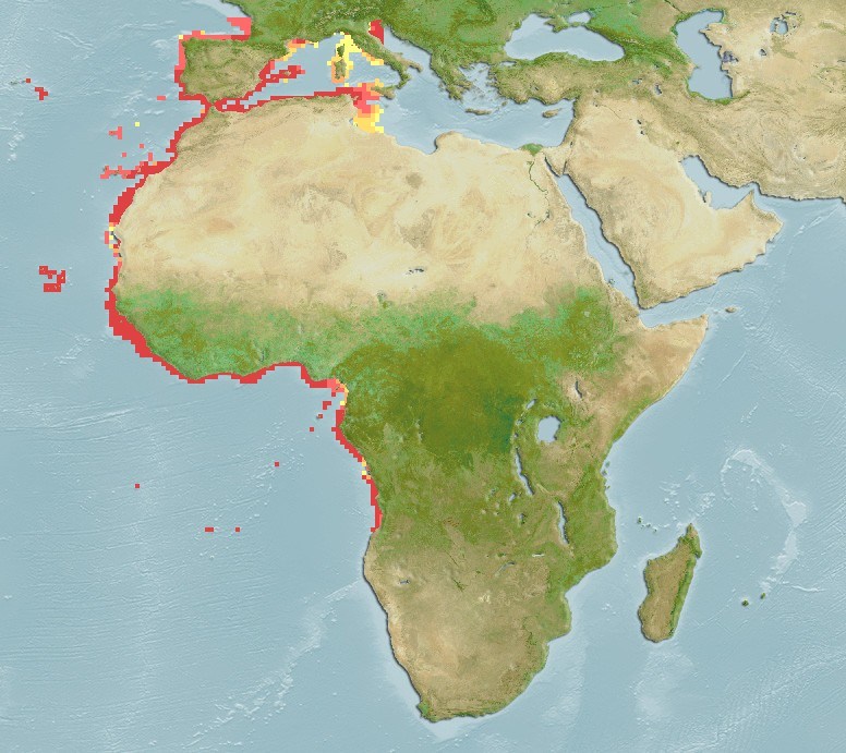 Distribución predicha de Epinephelus costae
