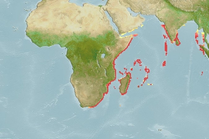Distribución predicha de Epinephelus flavocaeruleus