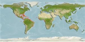 Distribución predicha de Epinephelus itajara