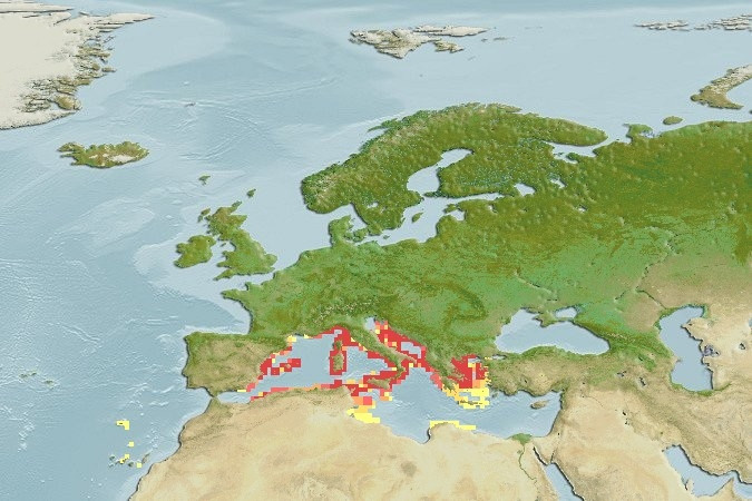 Predicted distribution of Gobius auratus