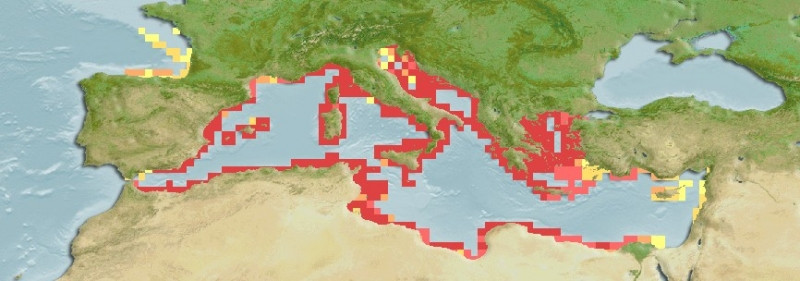 Predicted distribution of Gobius bucchichi