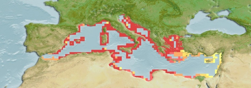 Predicted distribution of Gobius geniporus