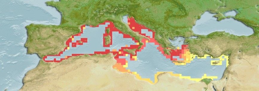 Predicted distribution of Gobius vittatus