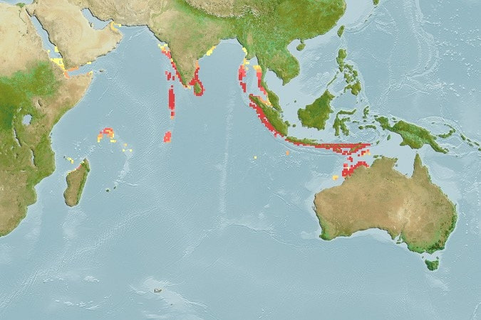 Predicted distribution of Heniochus pleurotaenia
