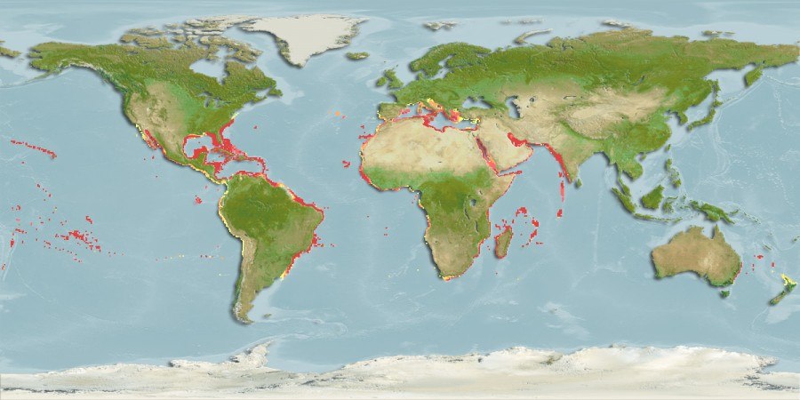 Distribución predicha de Hermodice carunculata
