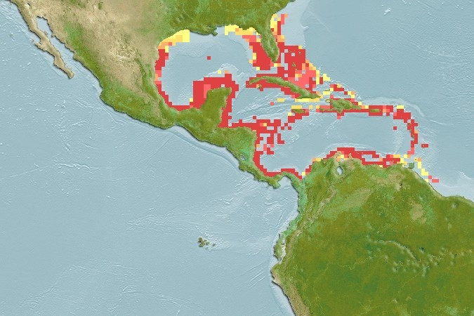 Predicted distribution of Holacanthus ciliaris