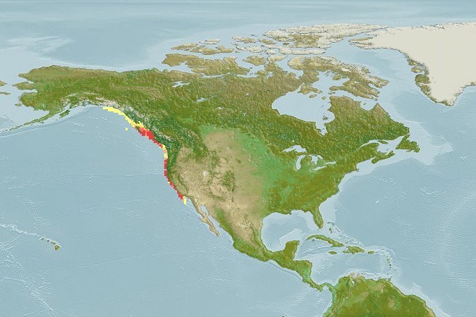 Distribución predicha de Leucothea pulchra