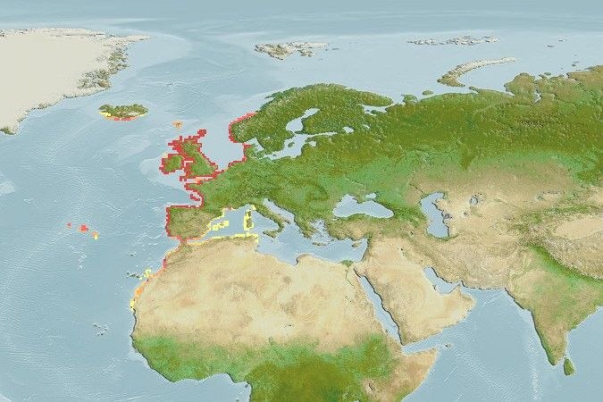 Distribución predicha de Lipophrys pholis
