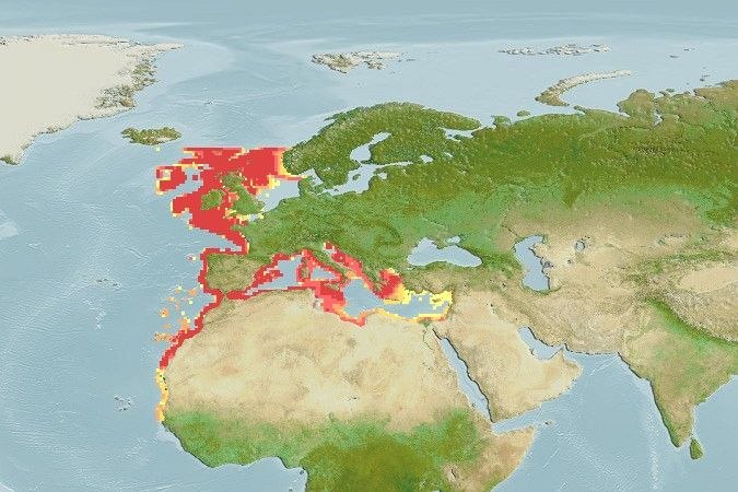 Predicted distribution of Lophius budegassa