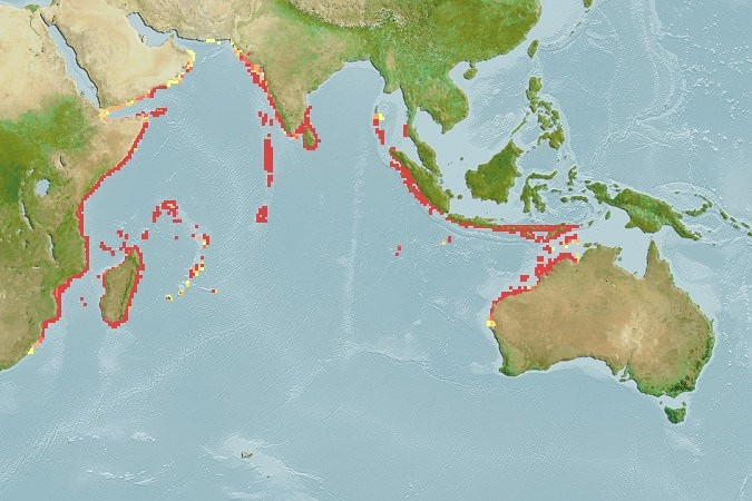 Distribución predicha de Melichthys indicus