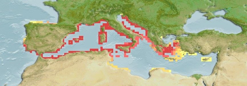 Predicted distribution of Microlipophrys canevae