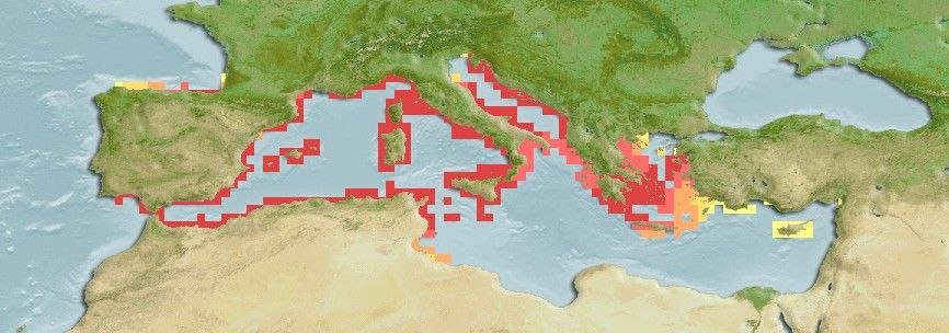 Predicted distribution of Microlipophrys dalmatinus