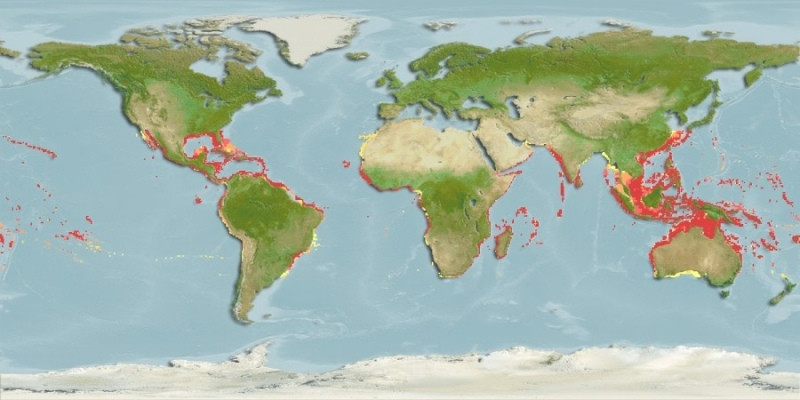 Predicted distribution of Mobula birostris