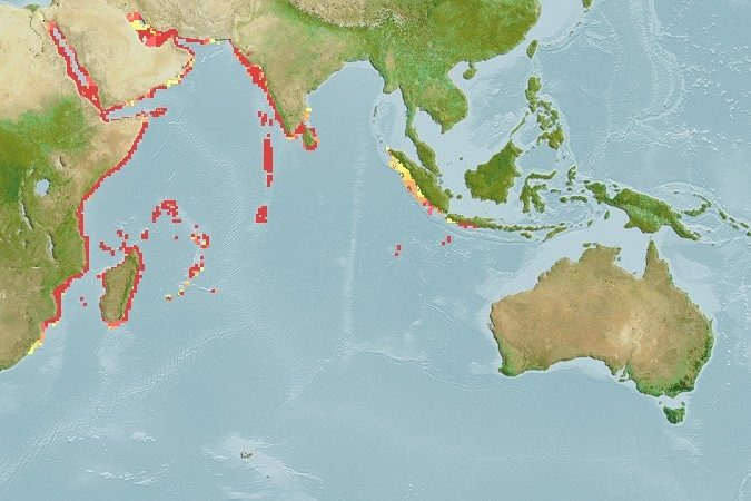 Predicted distribution of Naso elegans