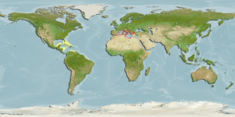 Predicted distribution of Padina pavonica