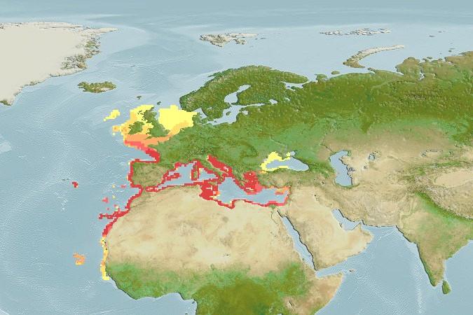 Distribución predicha de Pagellus erythrinus